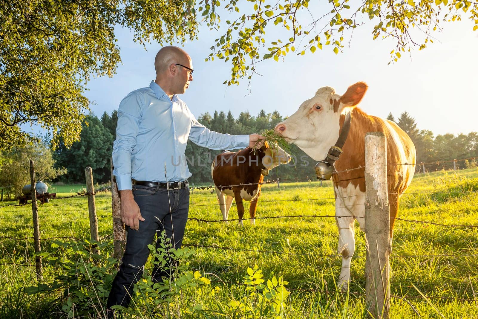 An image of a man feeding a cow