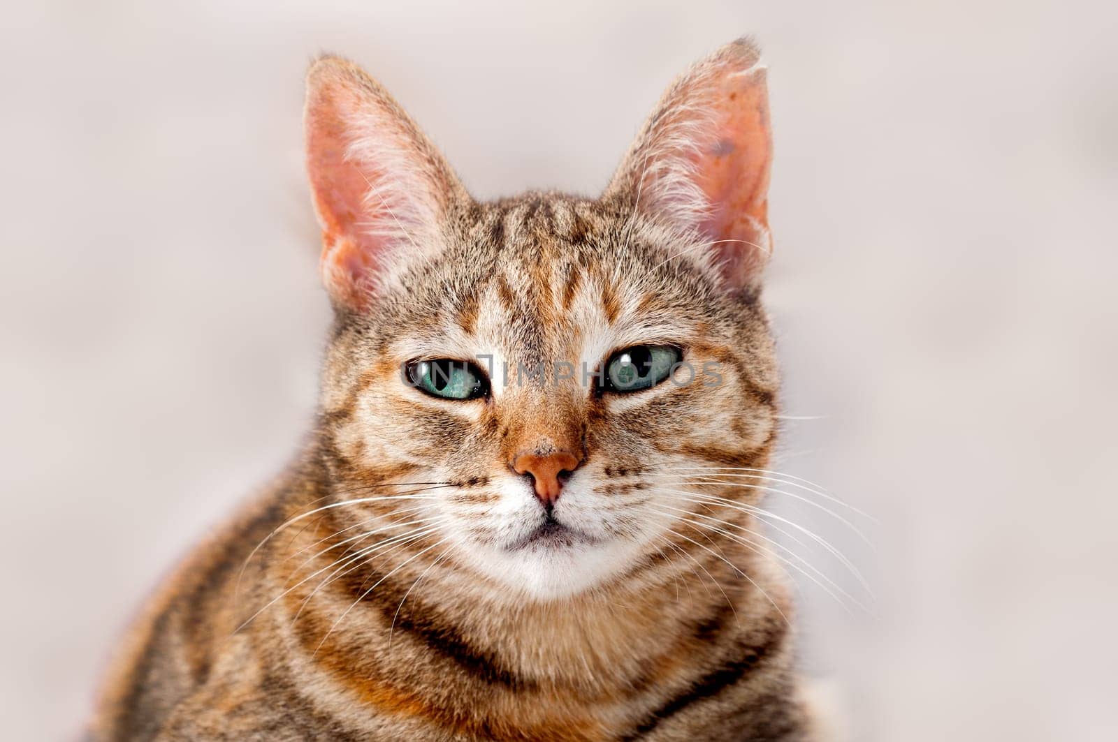 Young Attentive Female Cat