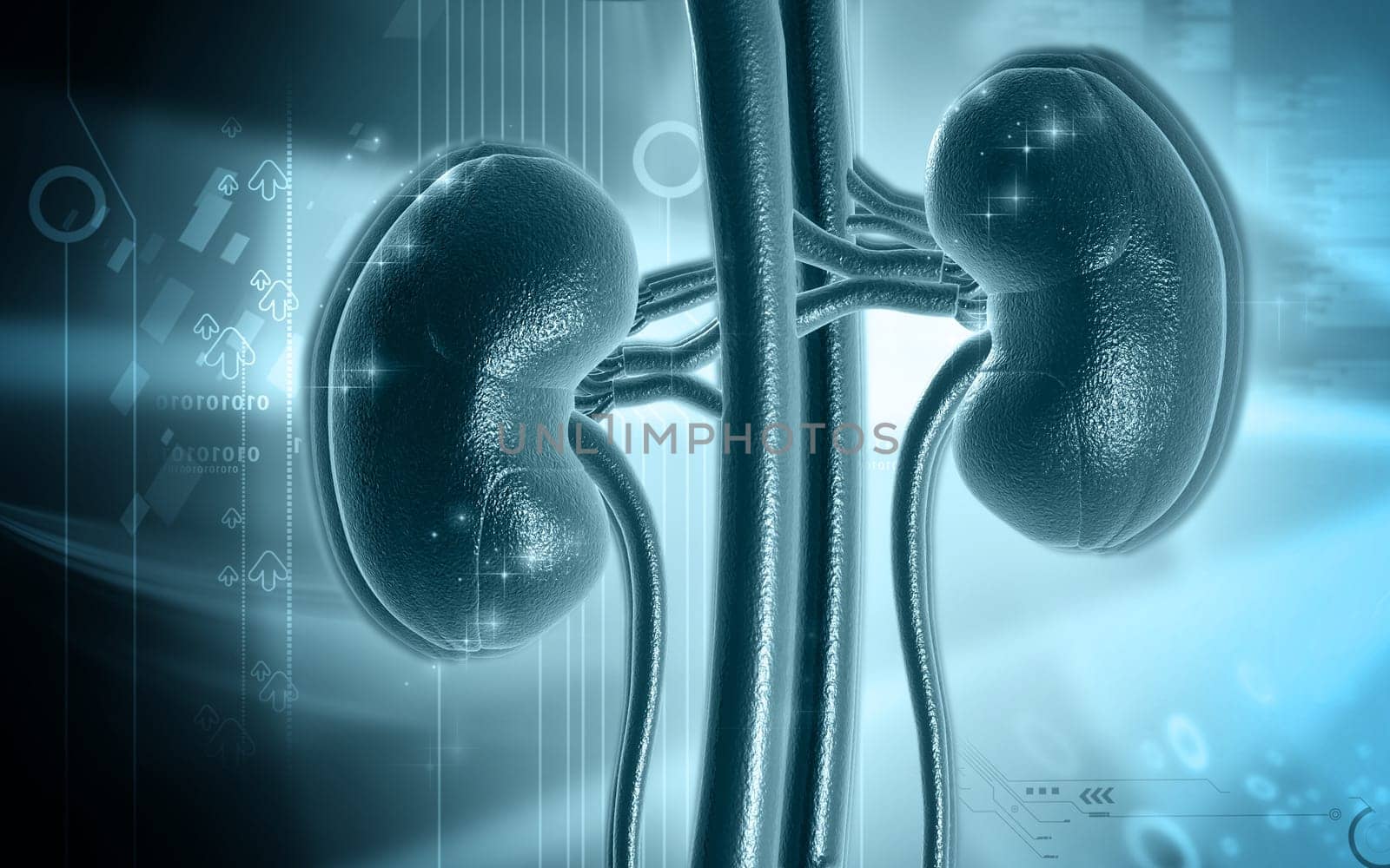 Digital illustration of kidney in colour background