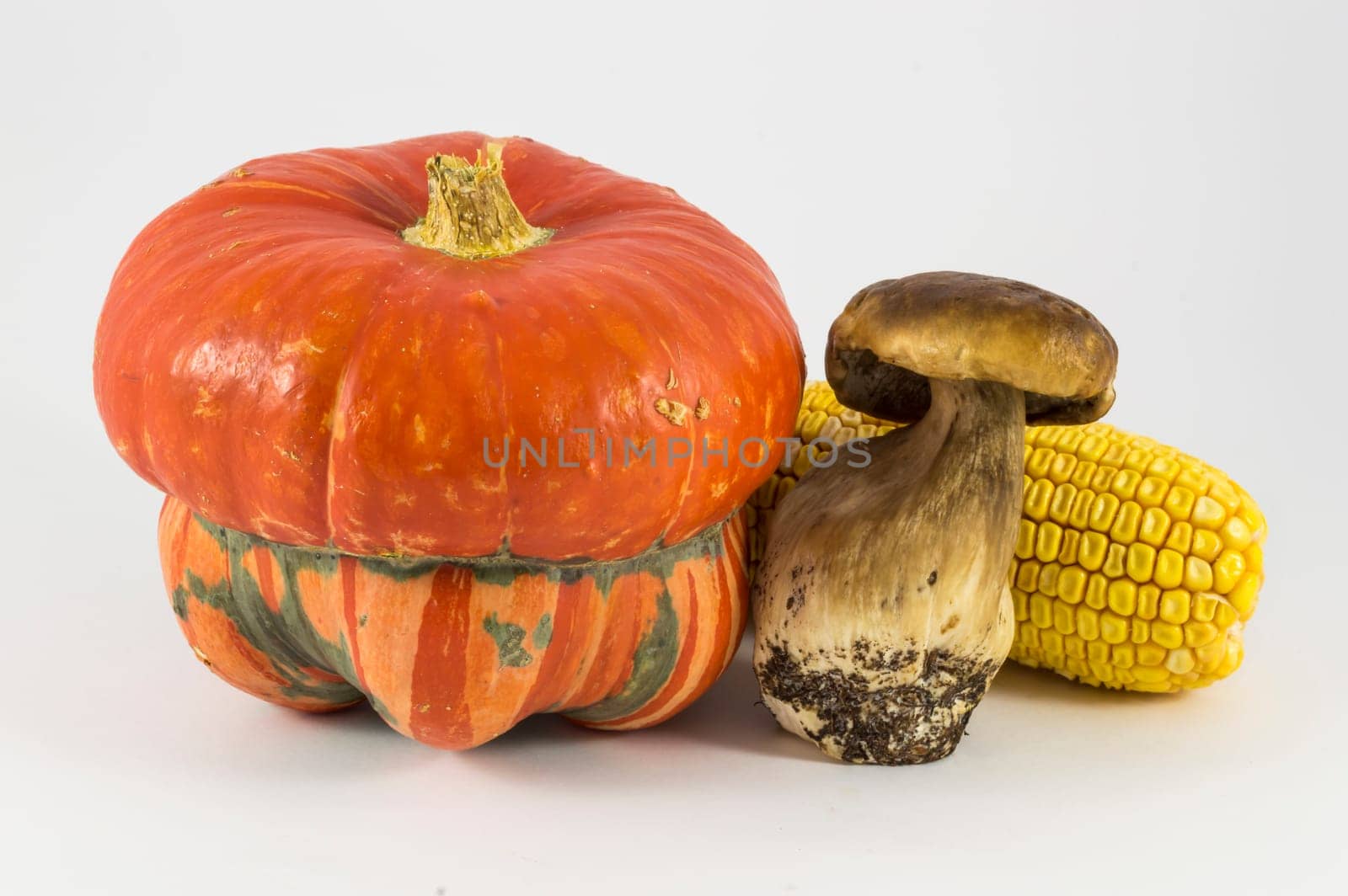 Pumpkin, mushroom, corn on white background, fruits of autumn