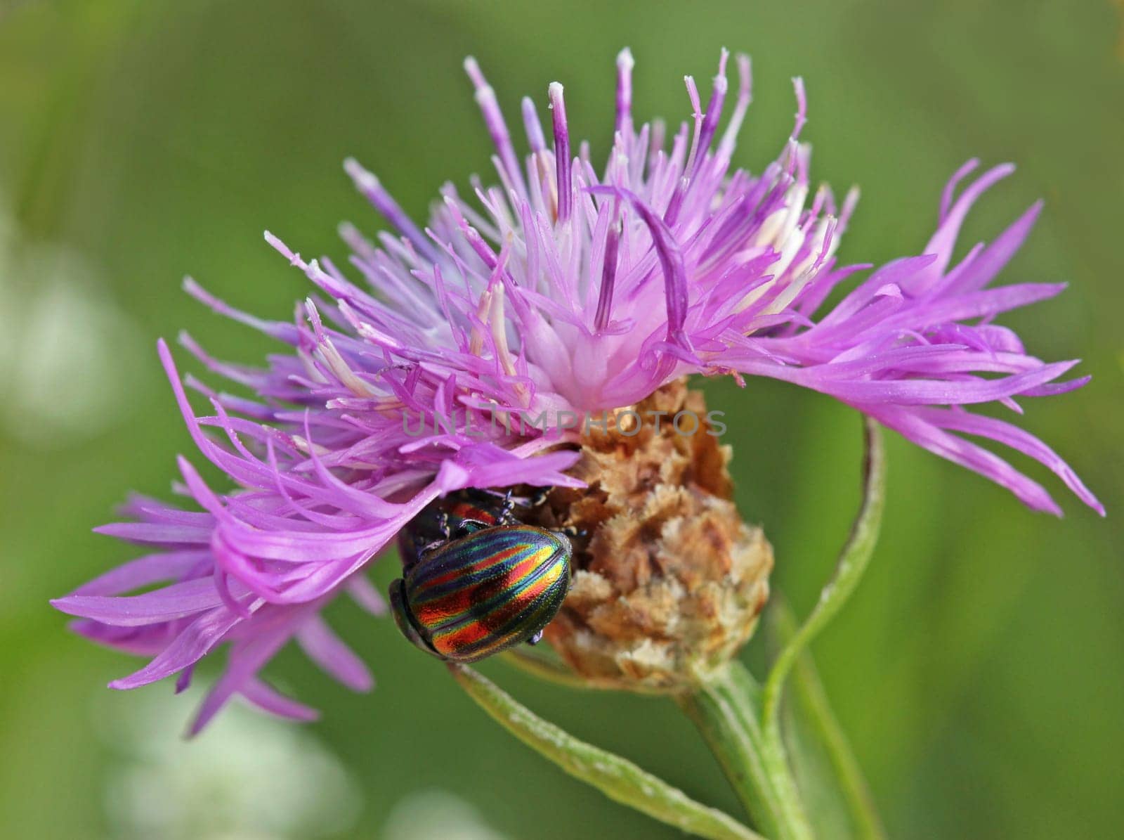 Pairing of the rainbow leaf beetle (Chrysolina cerealis) on meadow flake flower (Centaurea jacea)