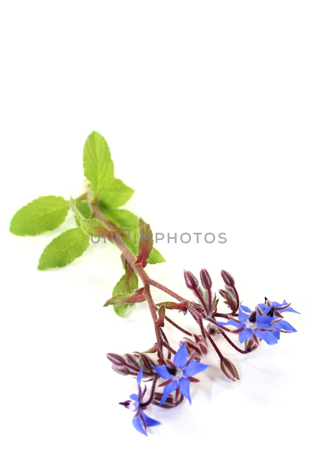 blue borage flowers against a white background