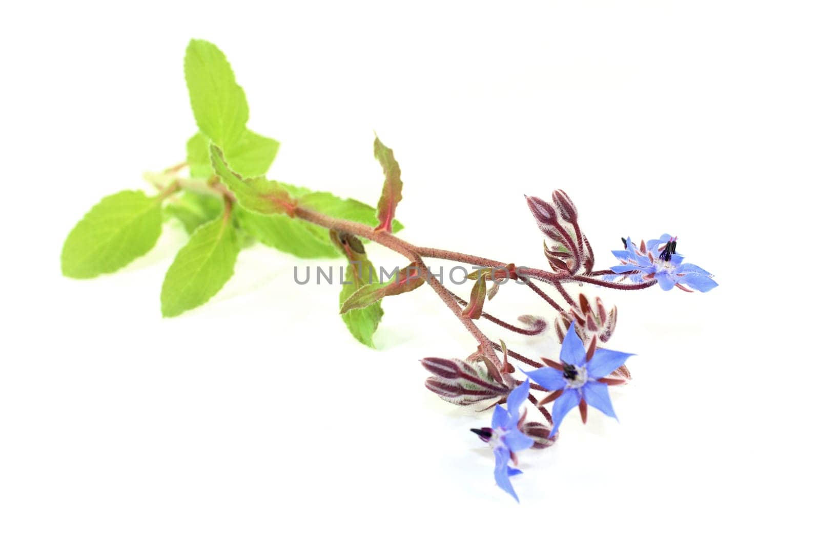 blue borage flowers against a white background