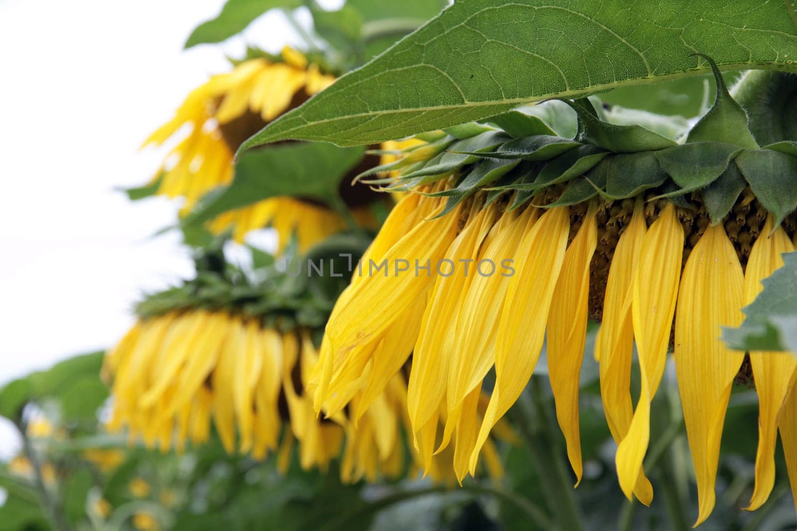 Sunflowers