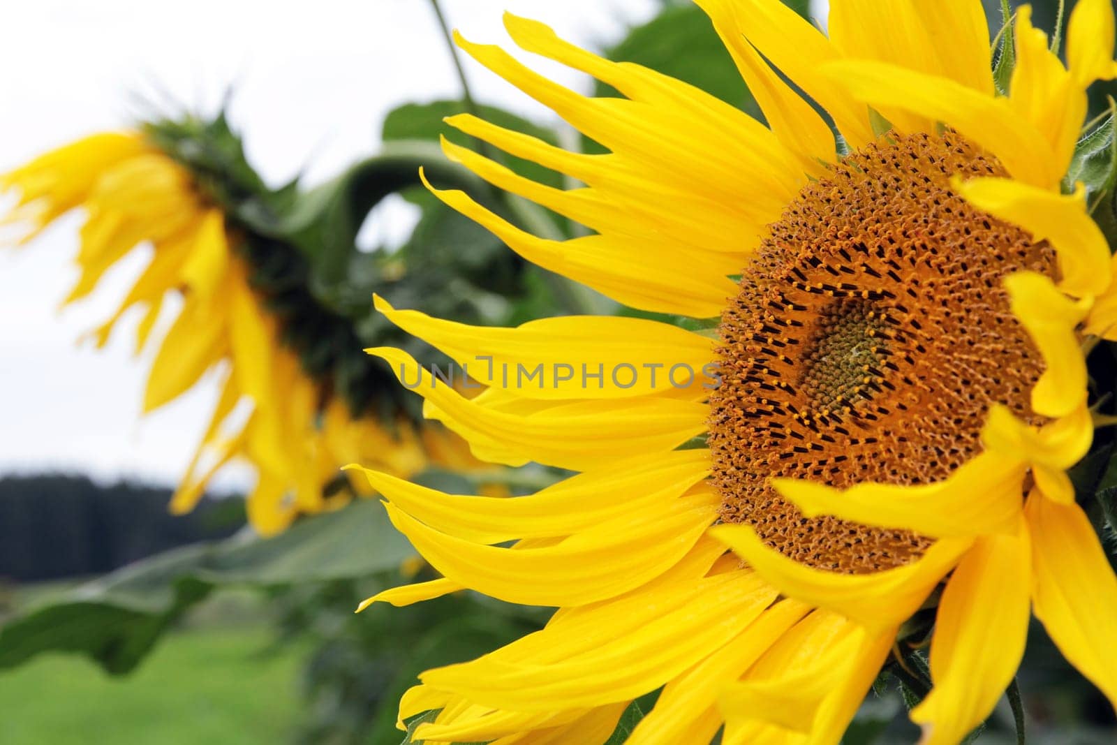 Sunflowers