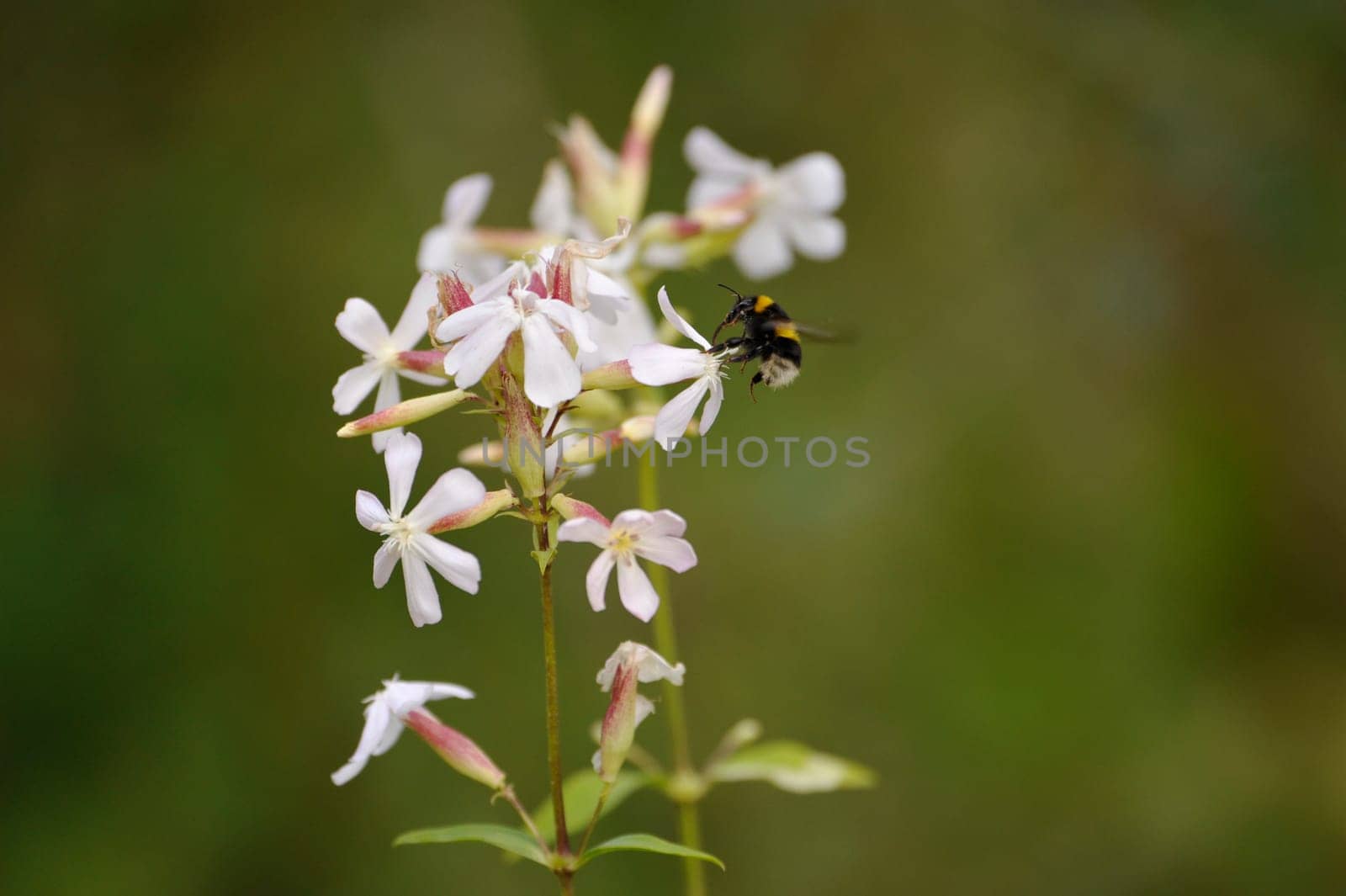 Herbal Park blooms and smells