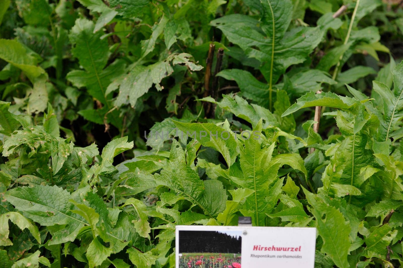Herbal Park blooms and smells