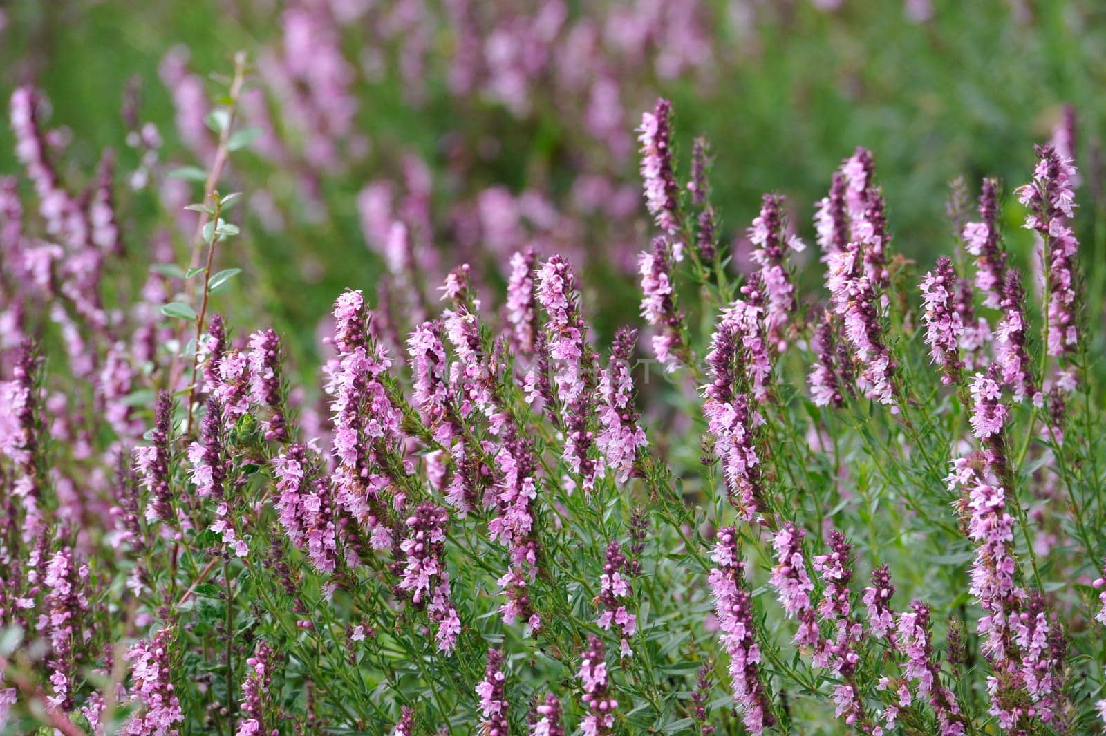 Herbal Park blooms and smells