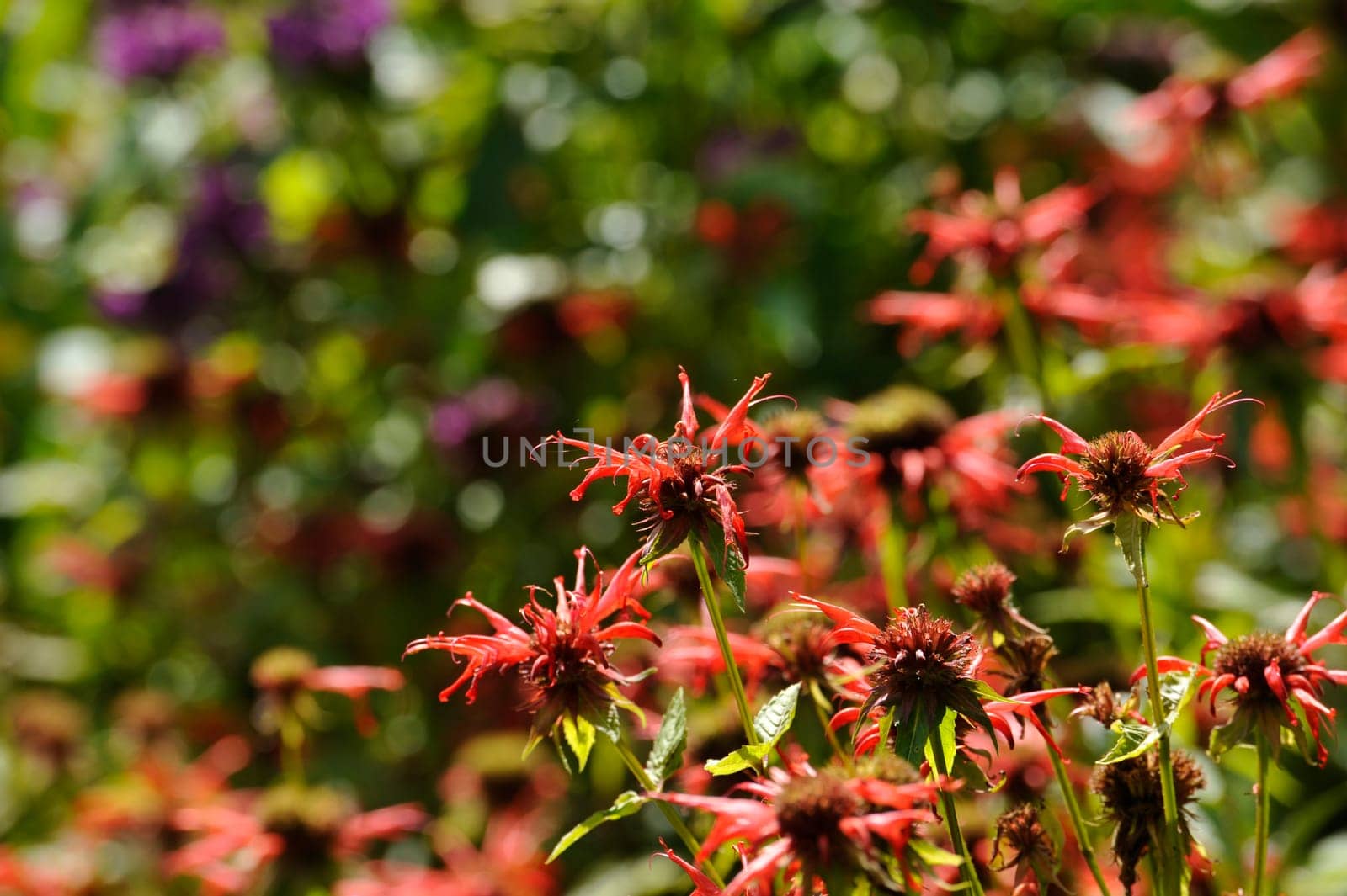 Herbal Park blooms and smells