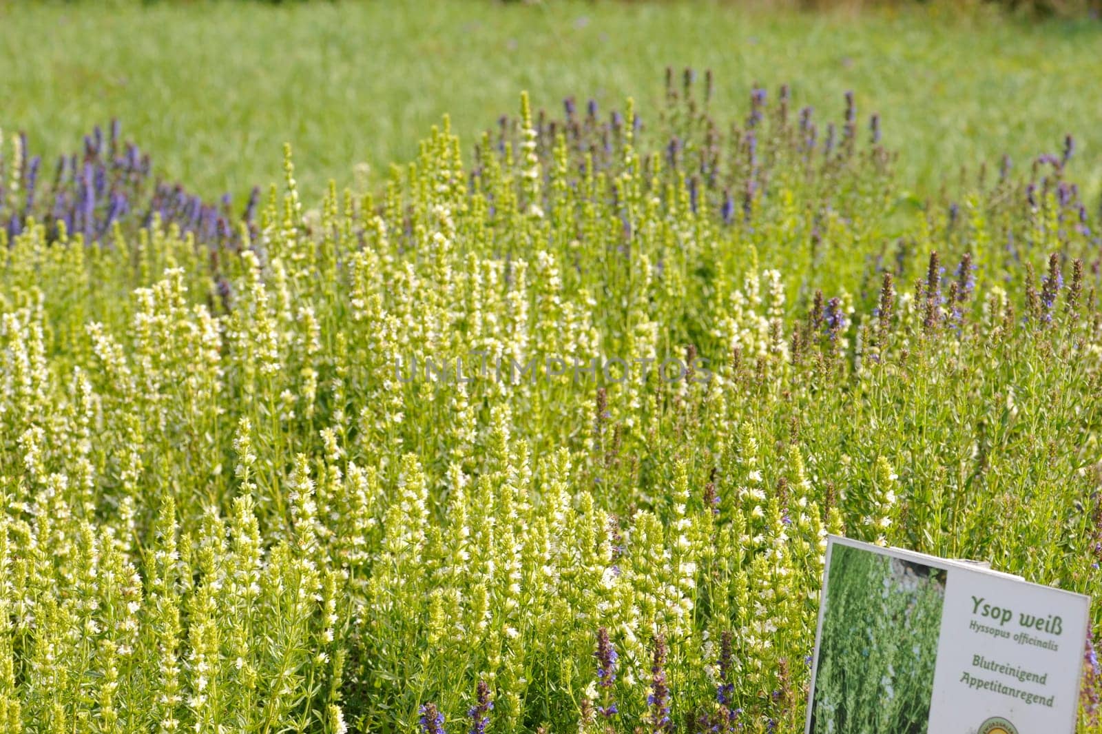 Herbal Park blooms and smells