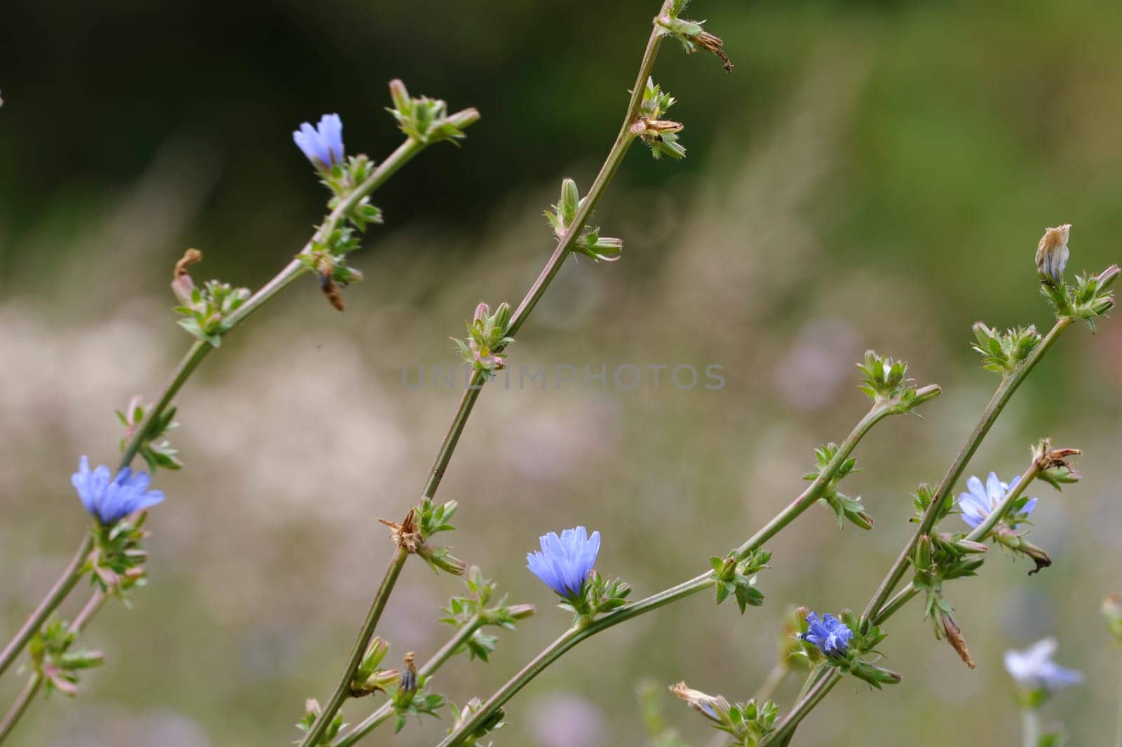 Herbal Park blooms and smells