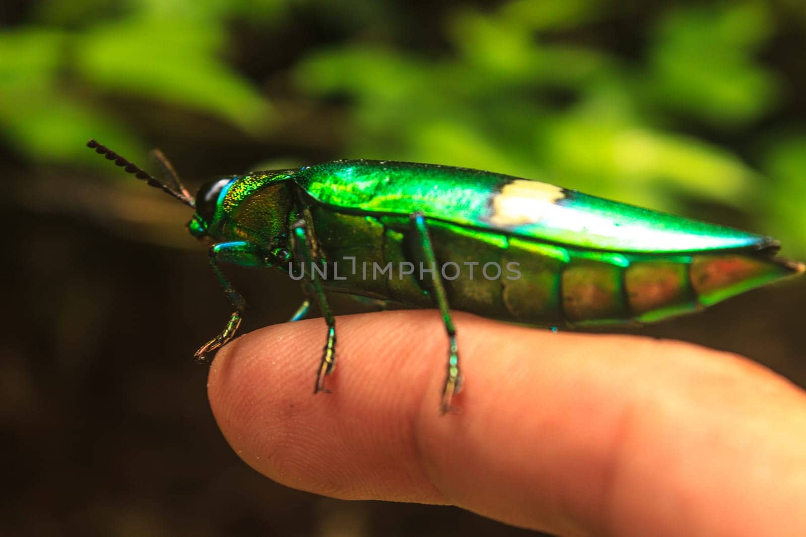 insect on leaf from Thailand, beetle in Genus steriocera