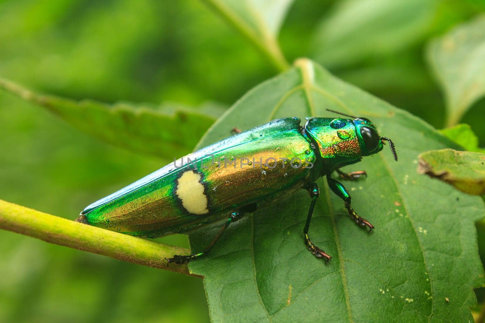 insect on leaf from Thailand, beetle in Genus steriocera
