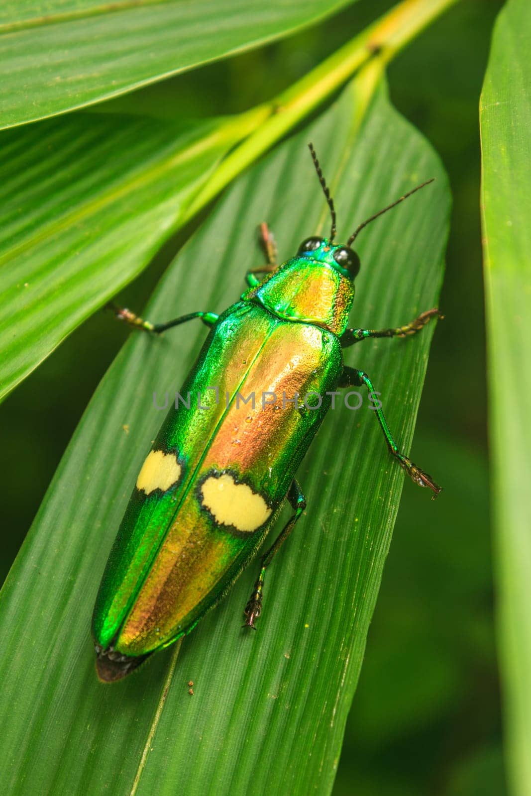 insect on leaf from Thailand, beetle in Genus steriocera