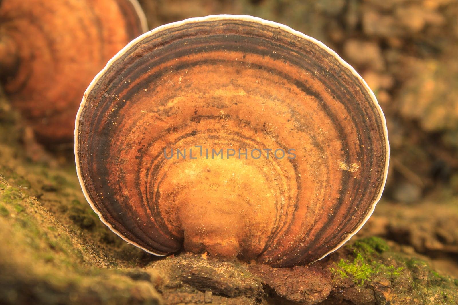 close up mushroom in deep forest, Thailand