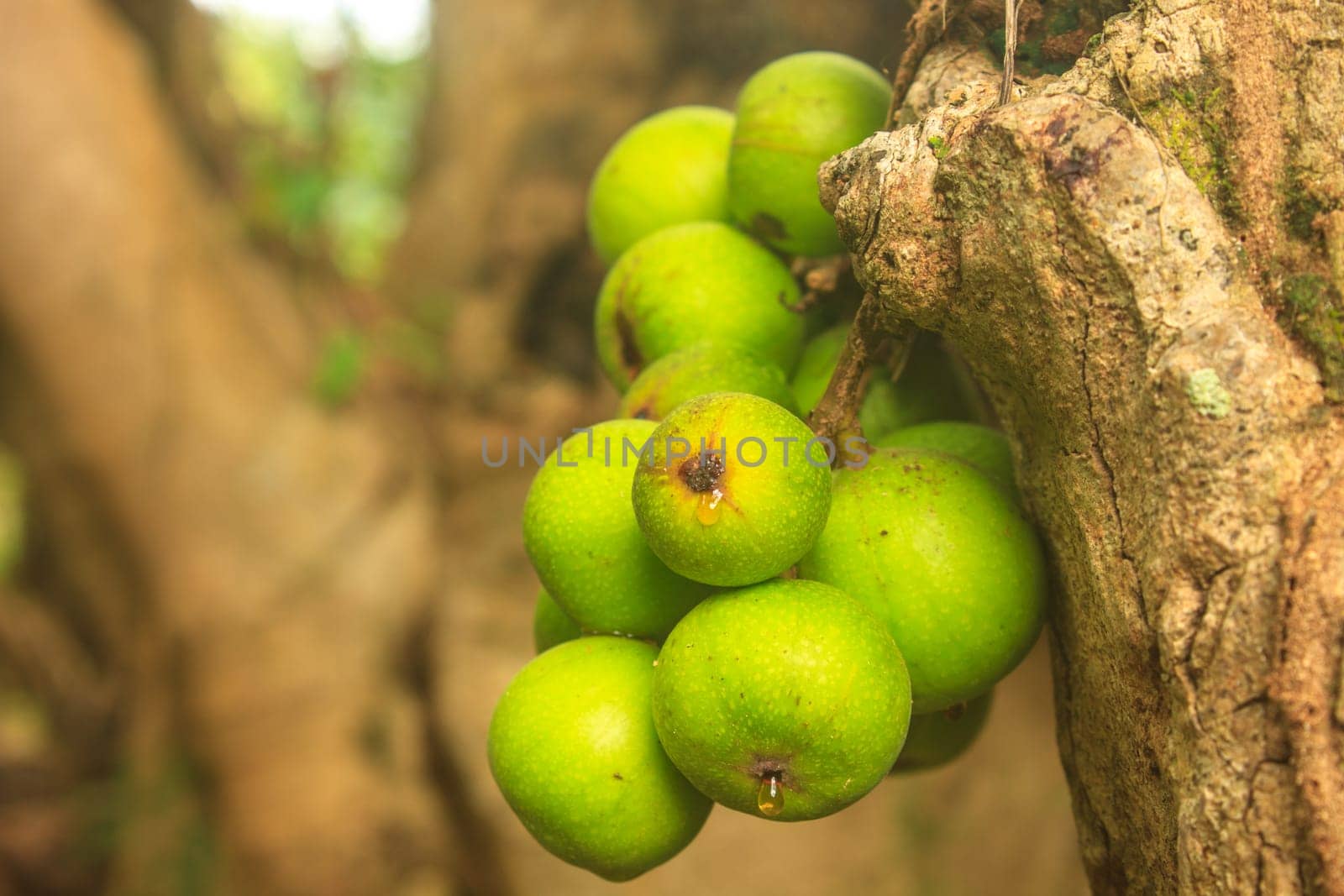 ficus fruits on the tree in the forest