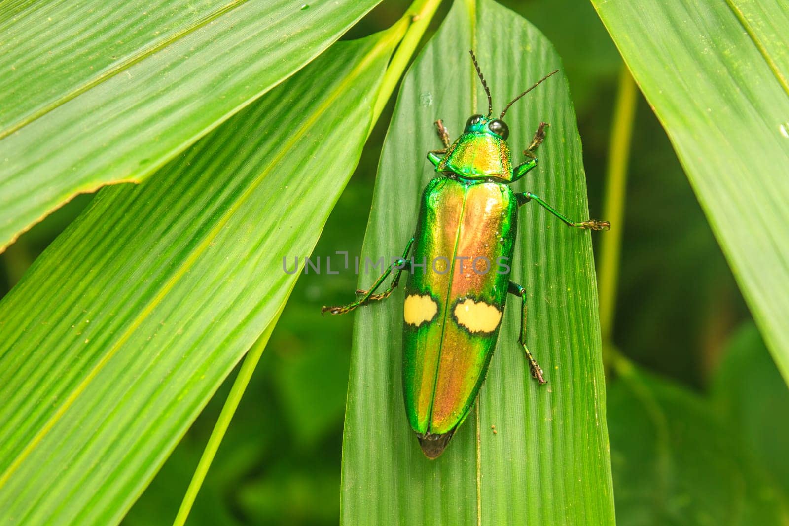 insect on leaf from Thailand, beetle in Genus steriocera