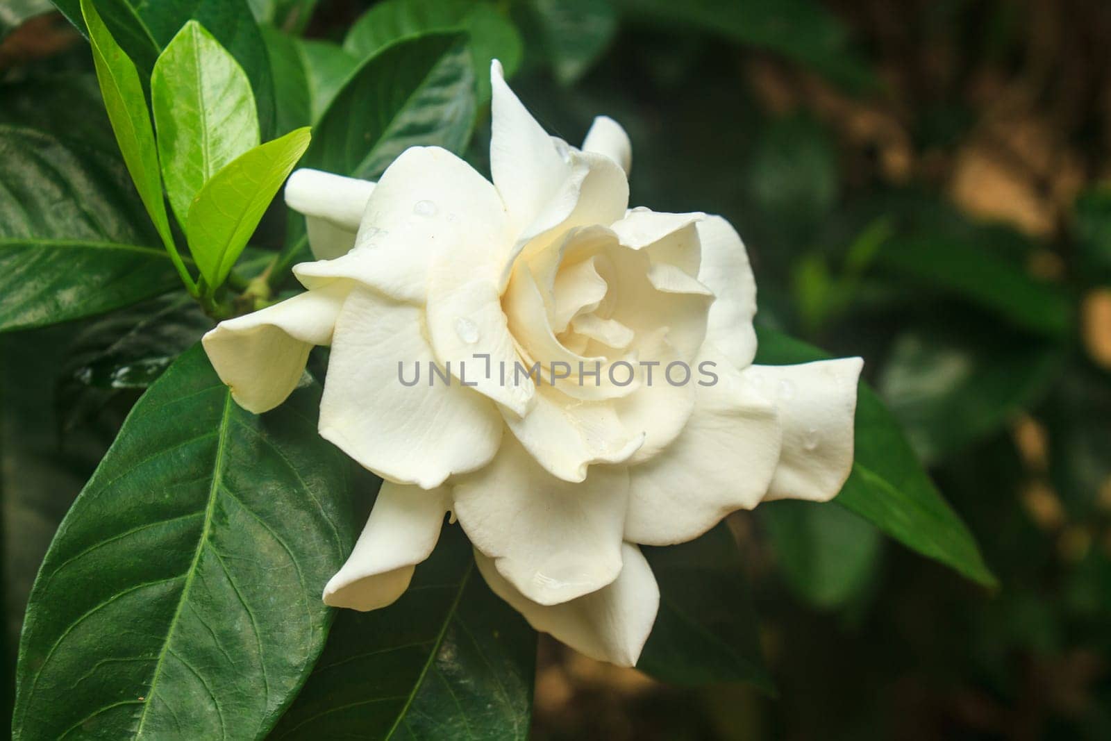 beautiful Gardenia jasminoides flower on tree in garden