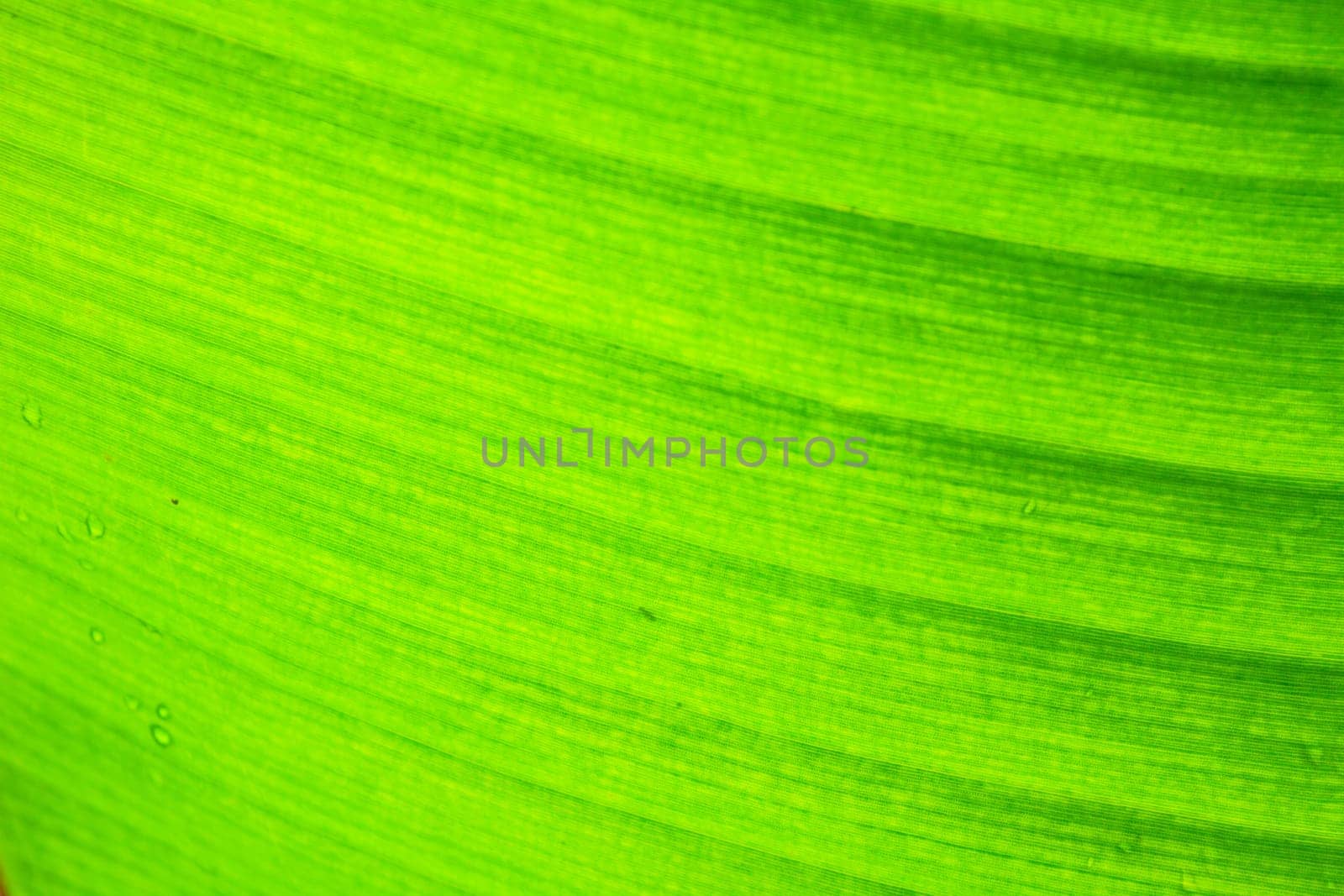 abstract background  of banana leaf texture blur, can be used as background