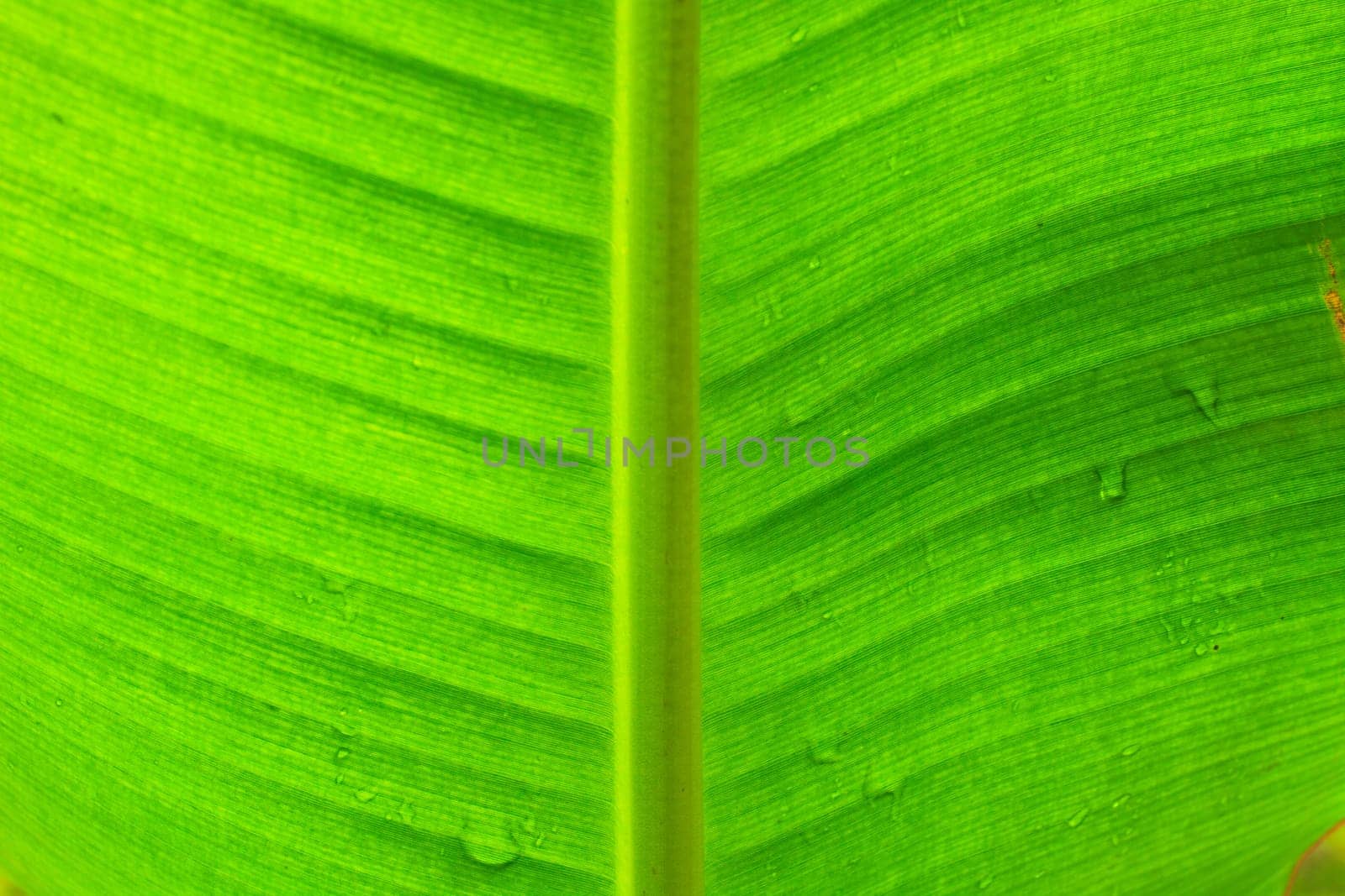 abstract background  of banana leaf texture blur, can be used as background