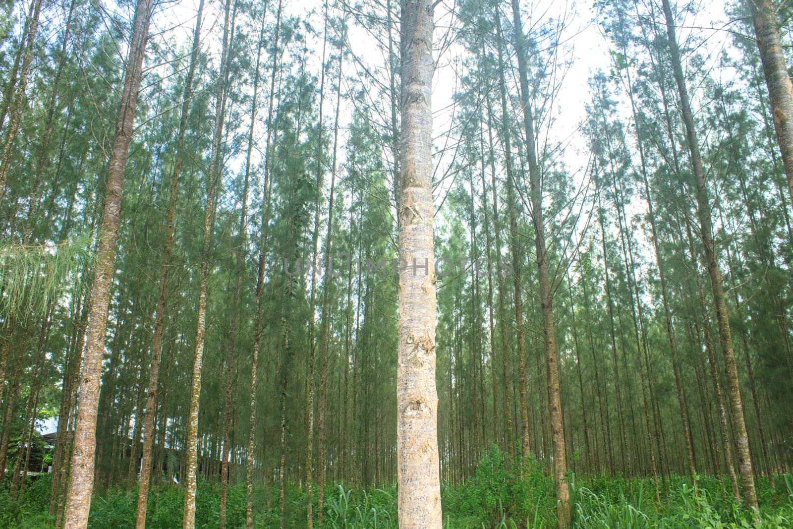 Pine forest in plantation, agriculture of Thai people