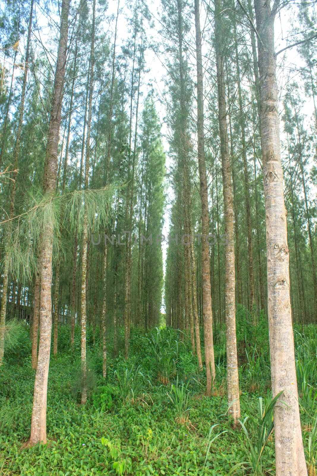 Pine forest in plantation, agriculture of Thai people
