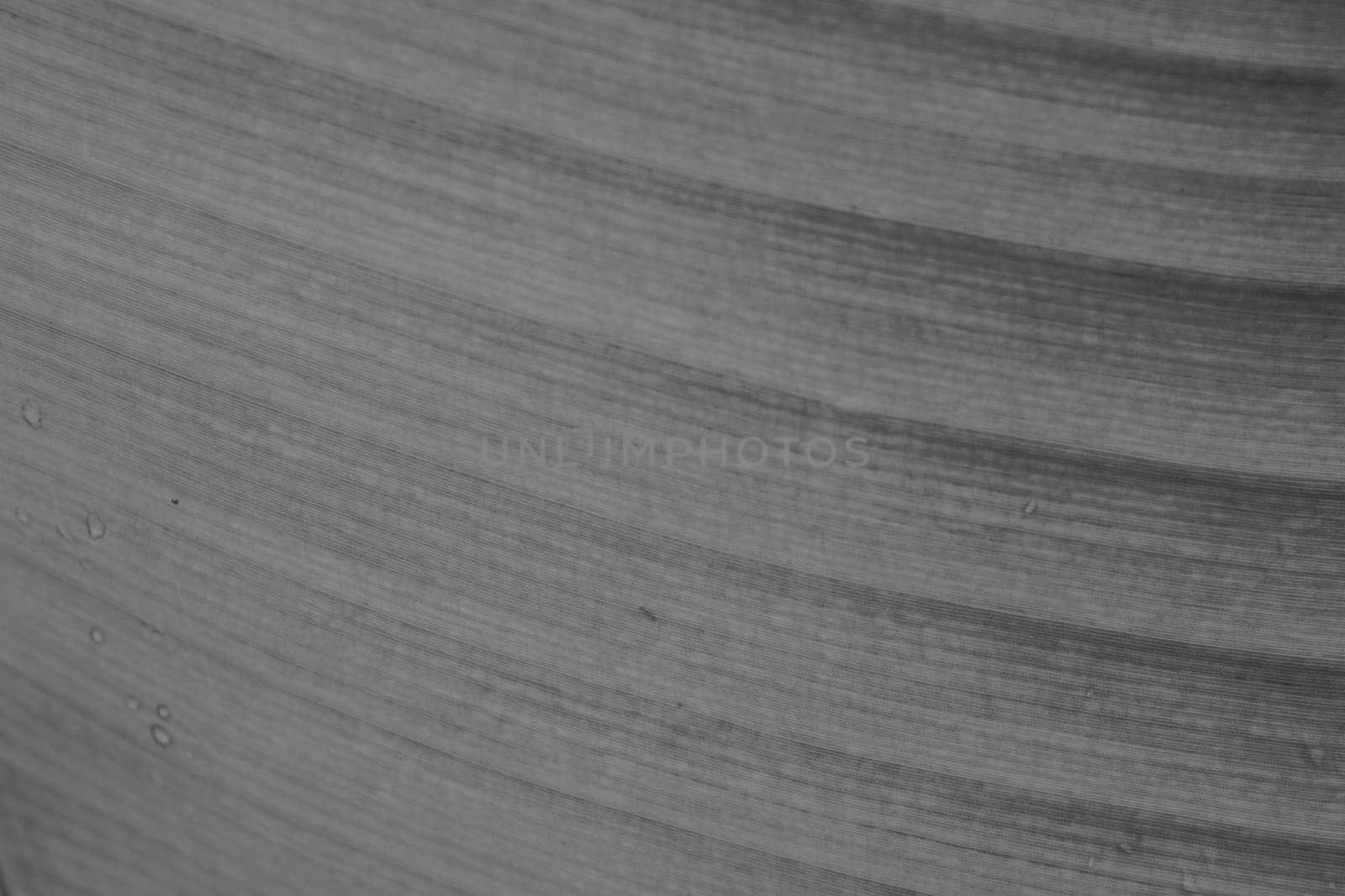 abstract background  of banana leaf texture blur in monotone , can be used as background