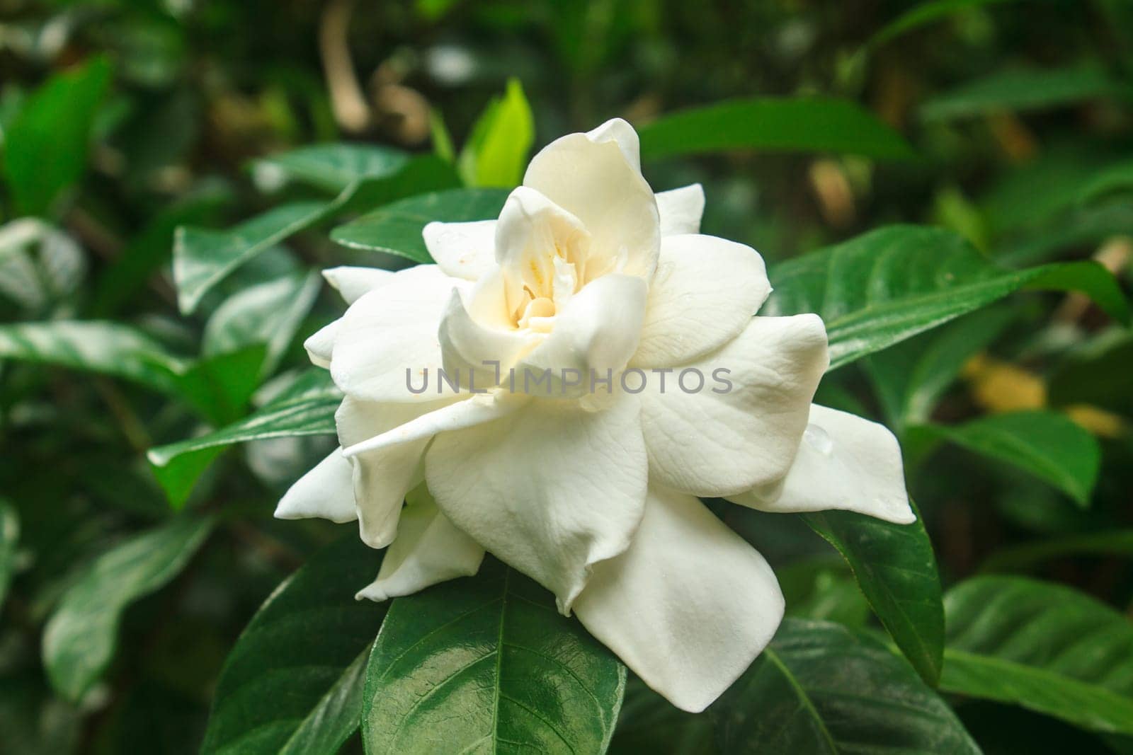 beautiful Gardenia jasminoides flower on tree in garden