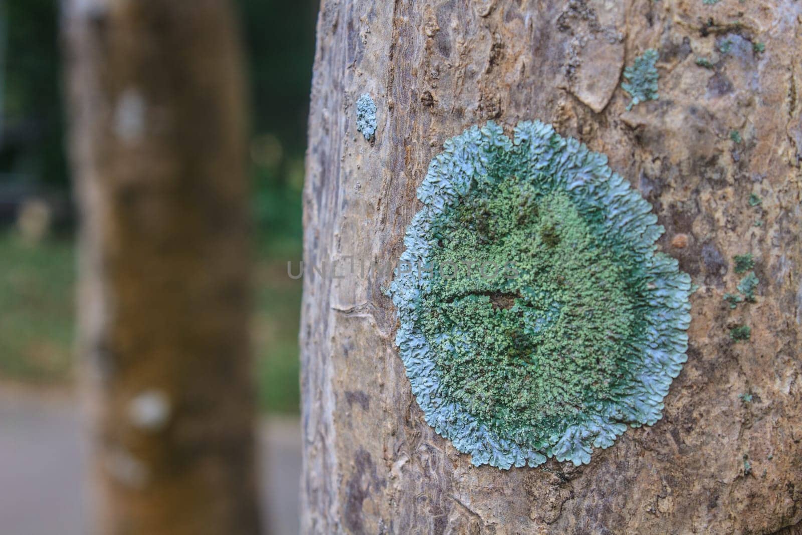 Trunk of an old tree covered with a lichen at a forest path