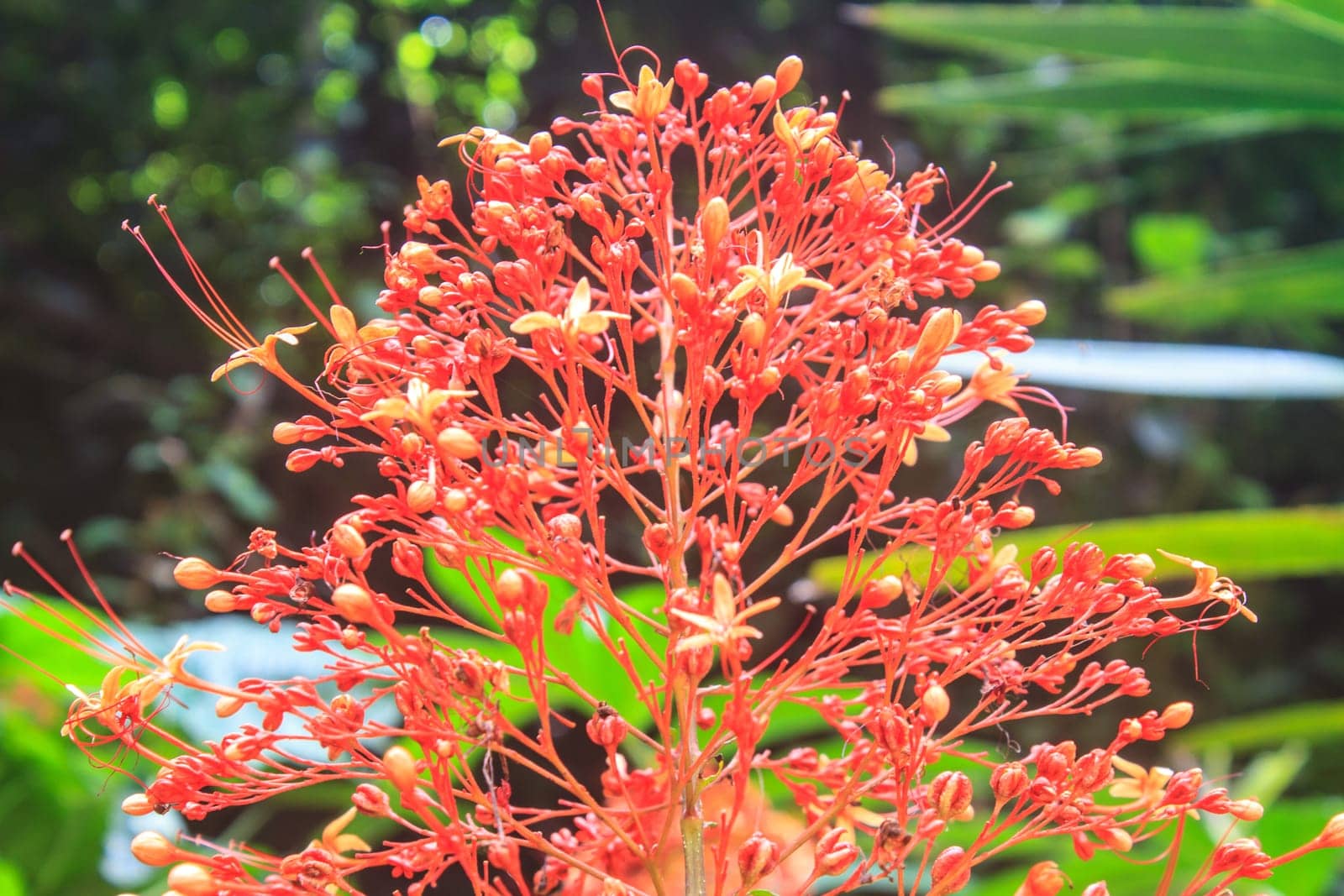 red flowers of Clerodendrum Paniculatum or Pagoda Flower