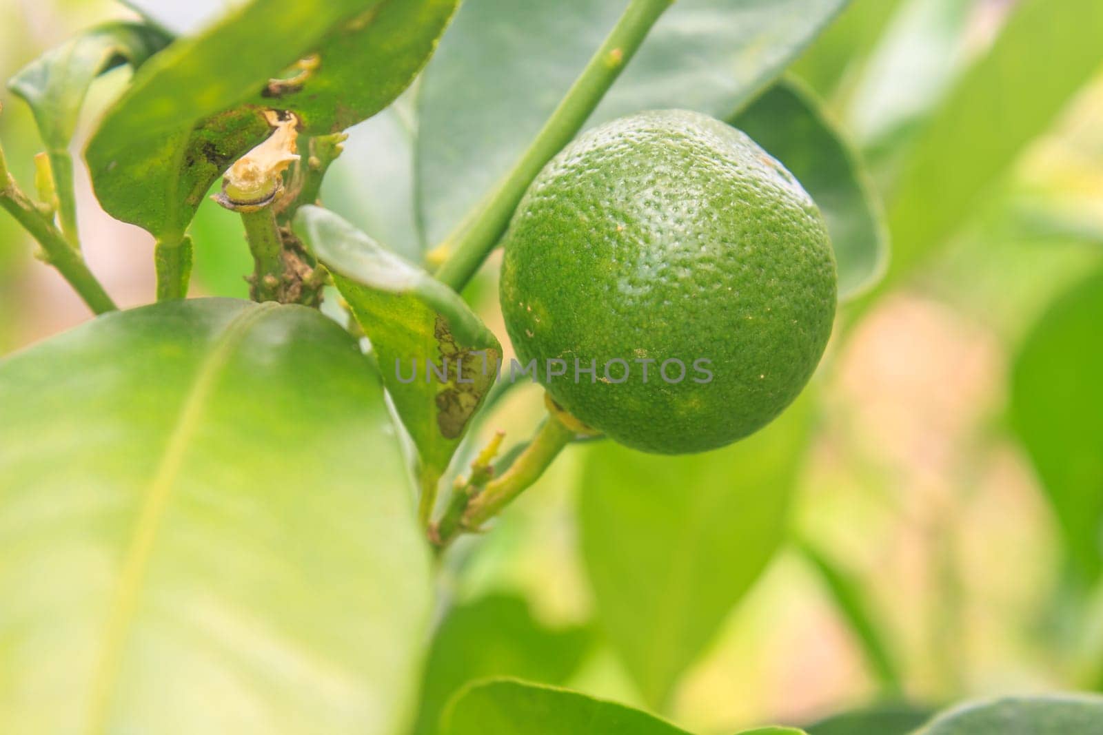 Lemons on tree in farm, agriculture in Thailand