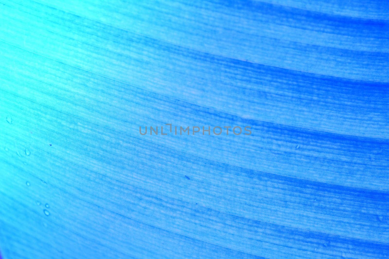 abstract background  of banana leaf texture blur in blue tone, can be used as background