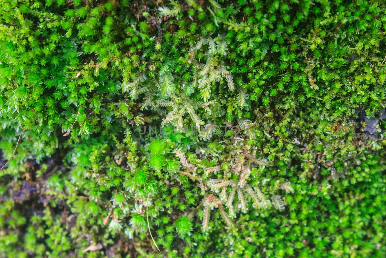 The texture of tree bark with moss