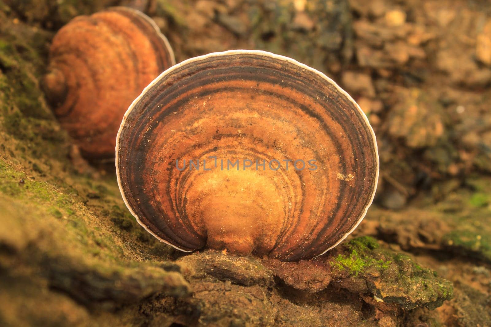 close up mushroom in deep forest, Thailand