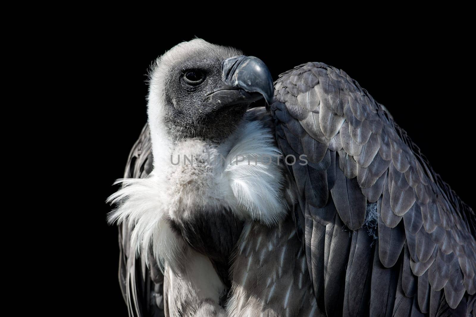 Gyps africanus
