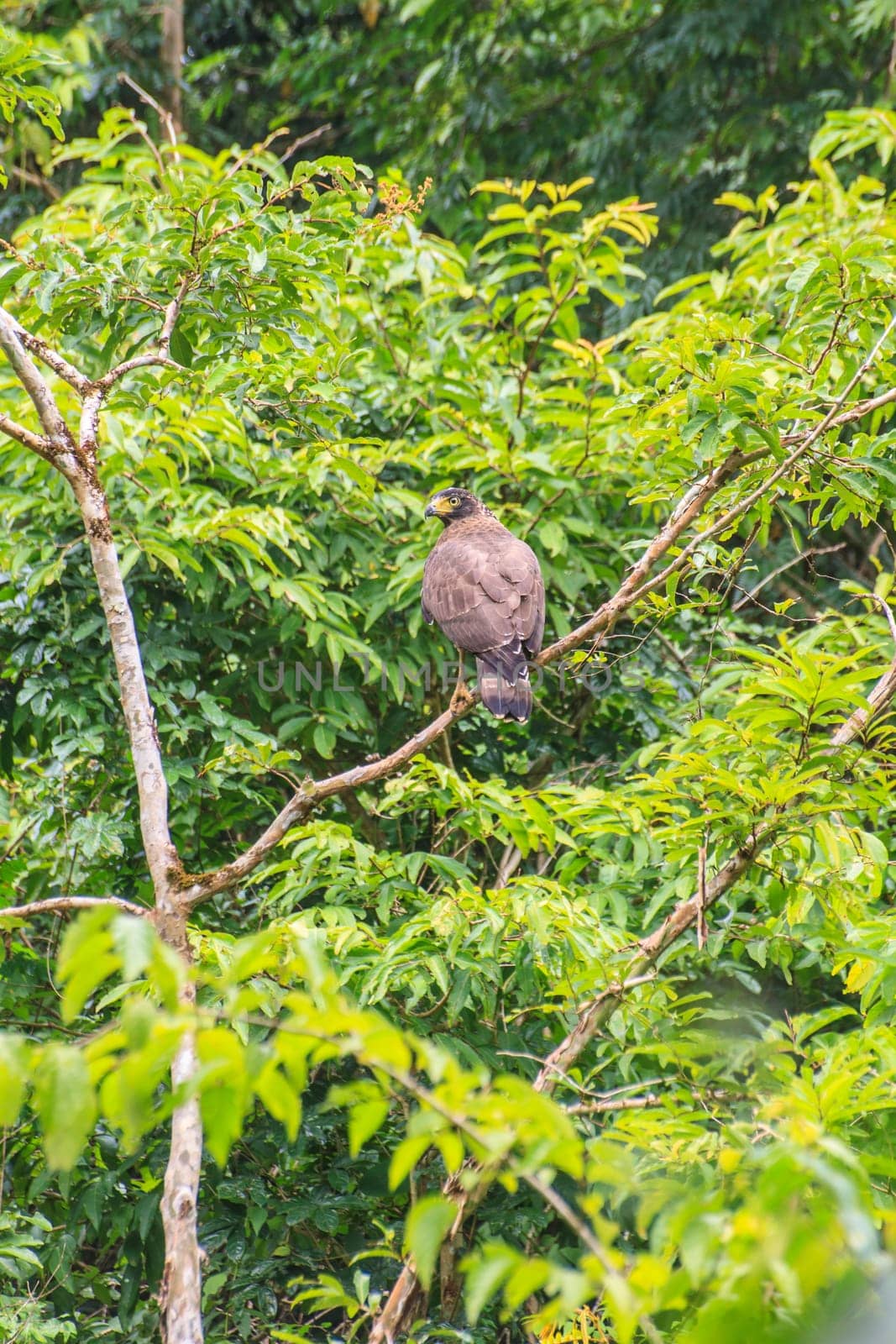Crested Serpent Eagle resting on a perch in forest