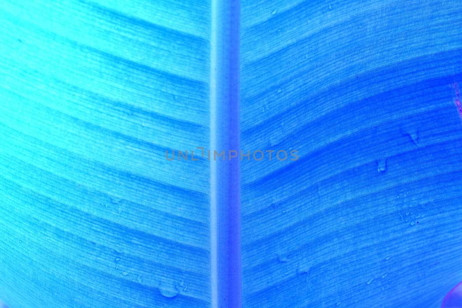 abstract background  of banana leaf texture blur in blue tone, can be used as background