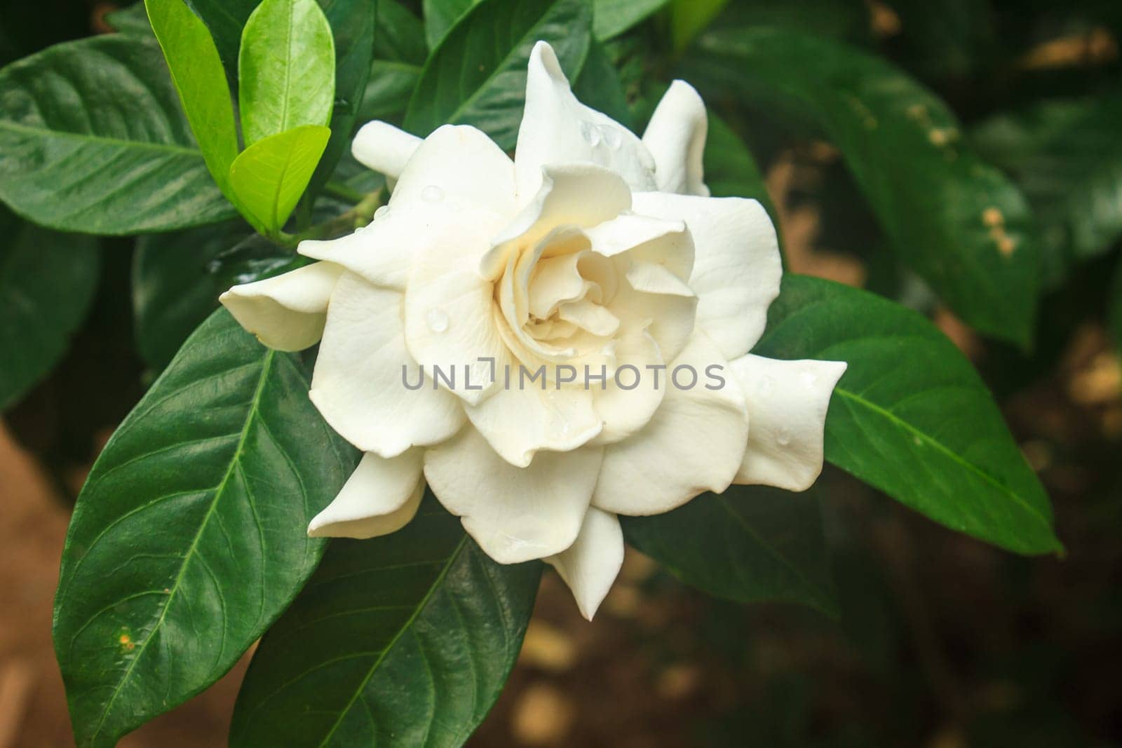 beautiful Gardenia jasminoides flower on tree in garden