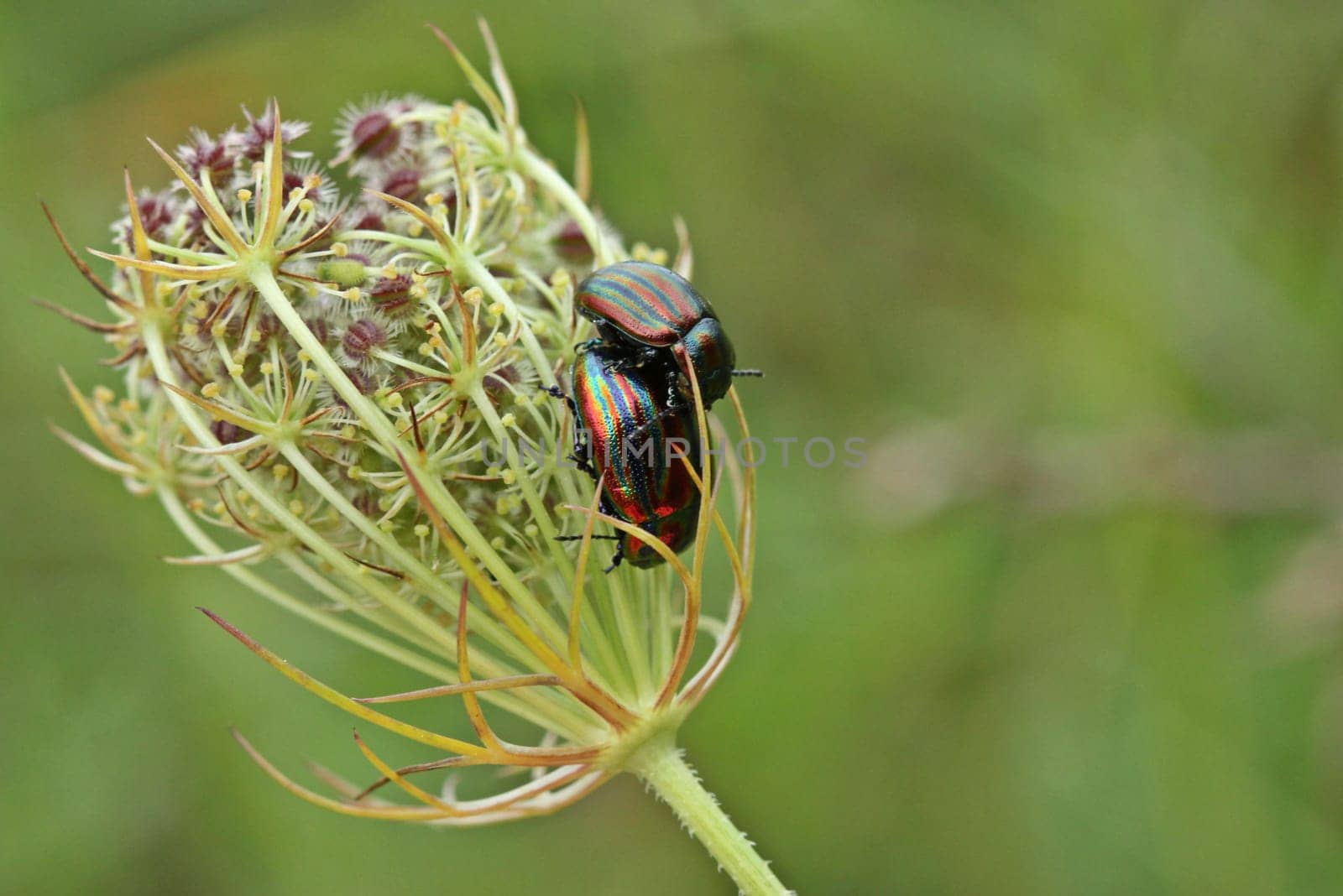Pairing of the rainbow leaf beetle (Chrysolina cerealis) on the seed of the Wild Carrot (Daucus carota)