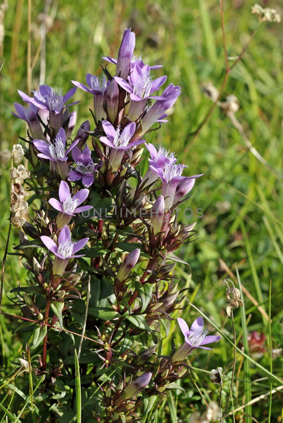 German Fransenenzian (Gentianella germanica) on the Dörnberg