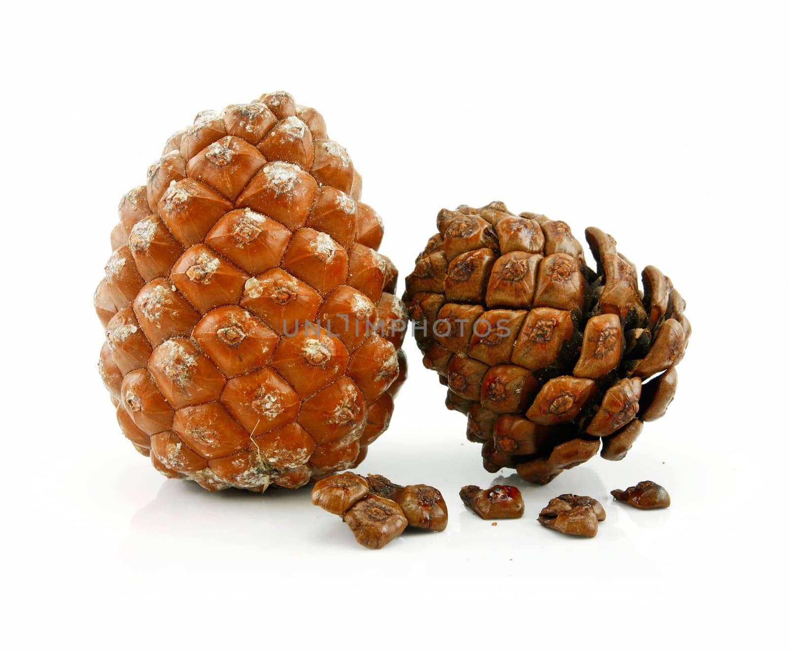 Cone and Nuts of Siberian Cedar Isolated on White Background