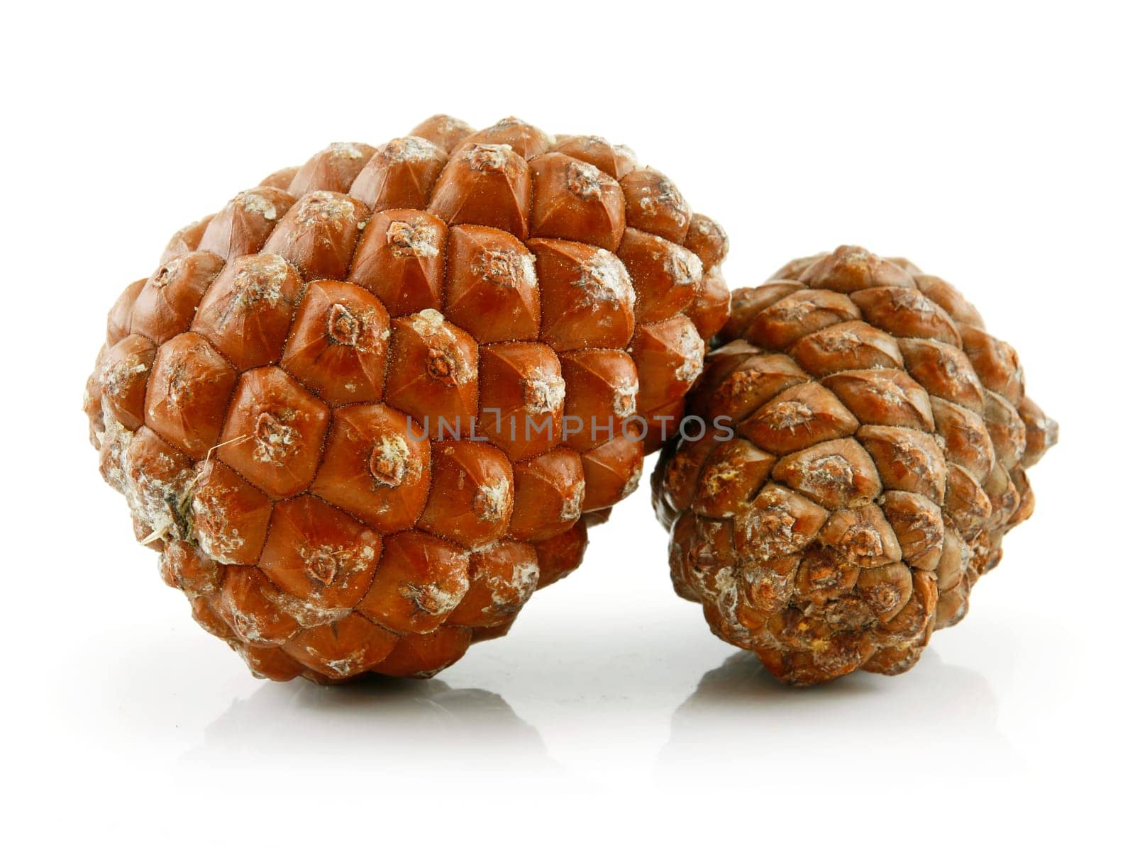 Cones of Siberian Pine Isolated on White Background