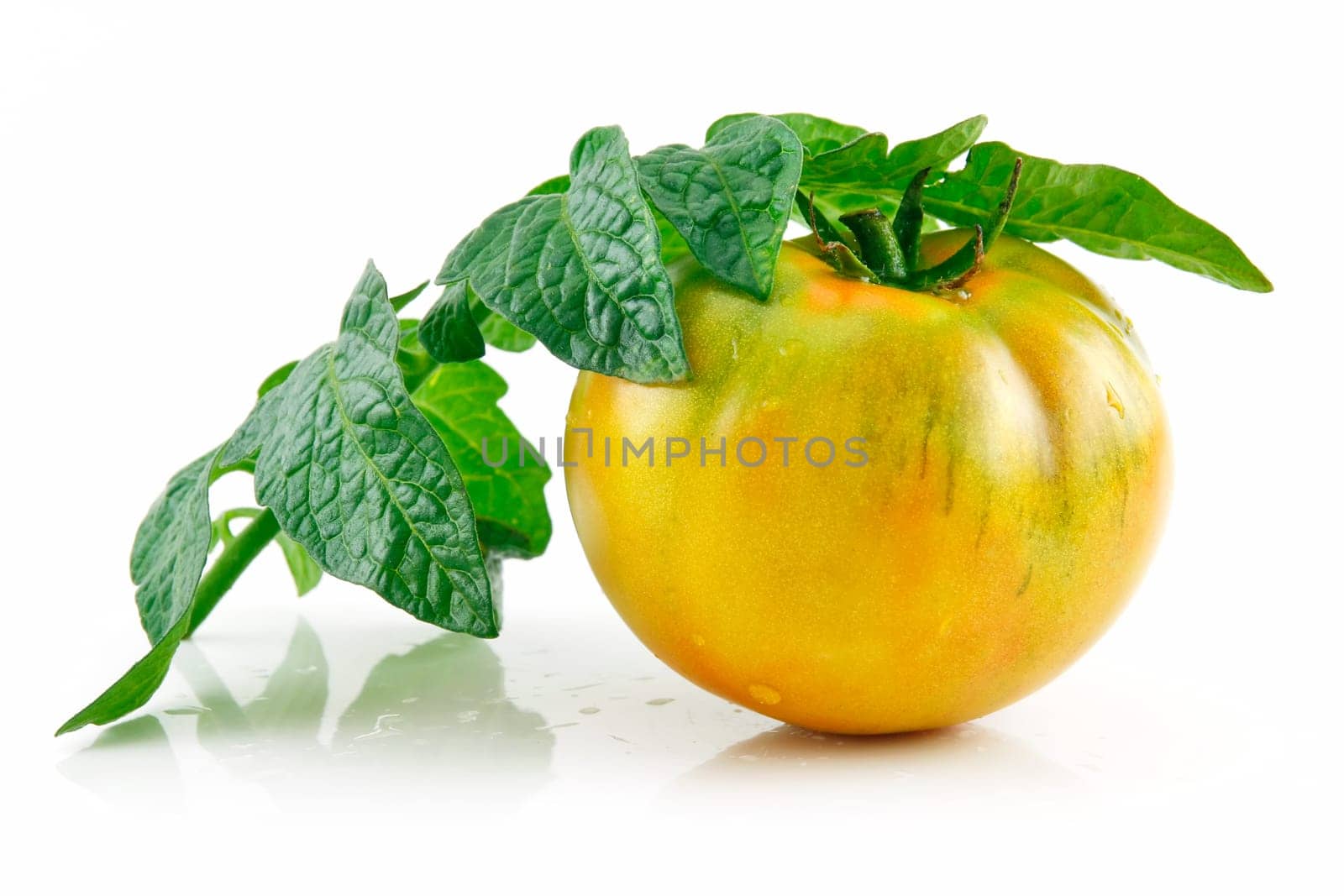 Ripe Wet Yellow Tomatoes with Leaves Isolated on White Background