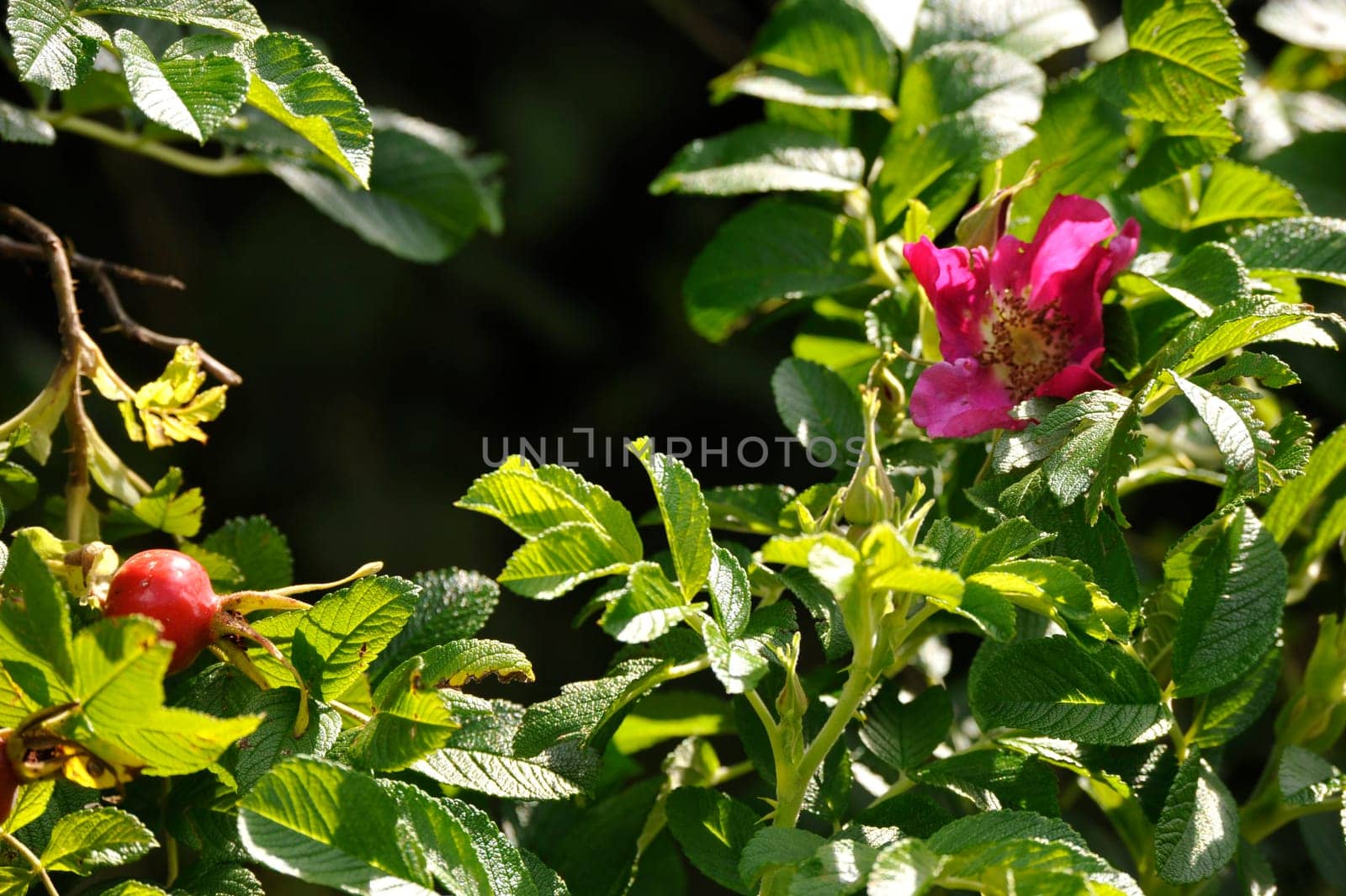 Herbal Park blooms and smells