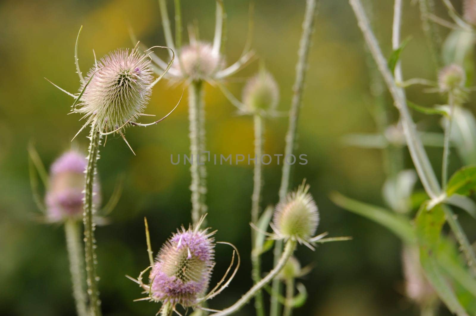 Herbal Park blooms and smells