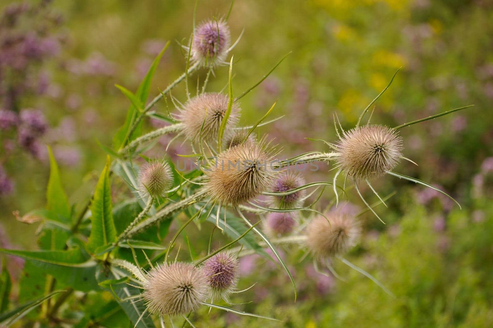 Herbal Park blooms and smells