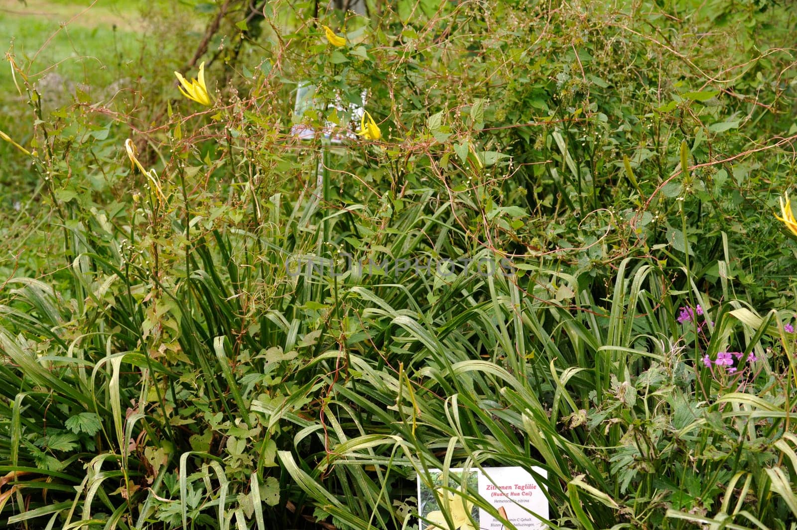 Herbal Park blooms and smells