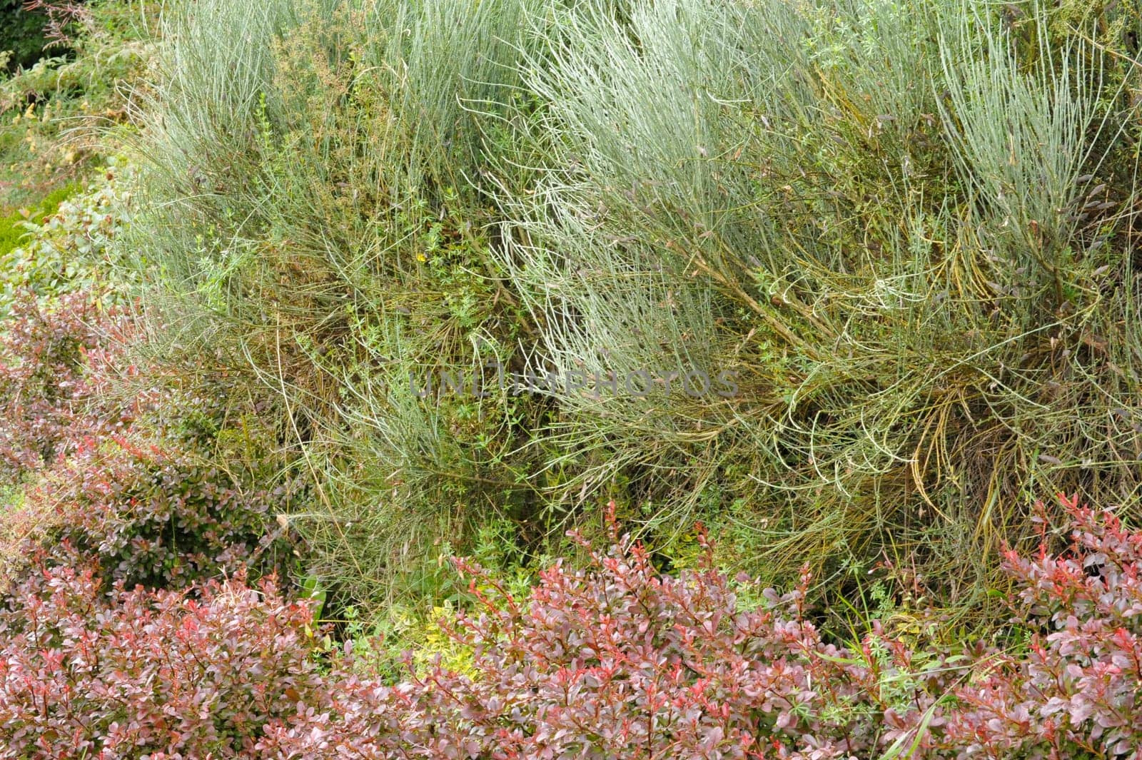 Herbal Park blooms and smells