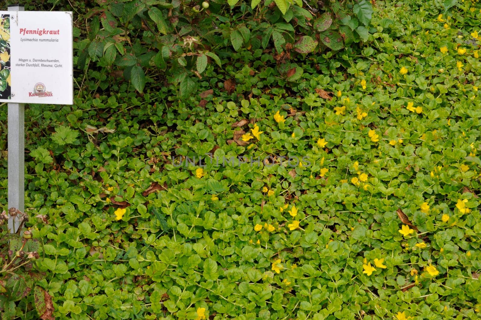 Herbal Park blooms and smells