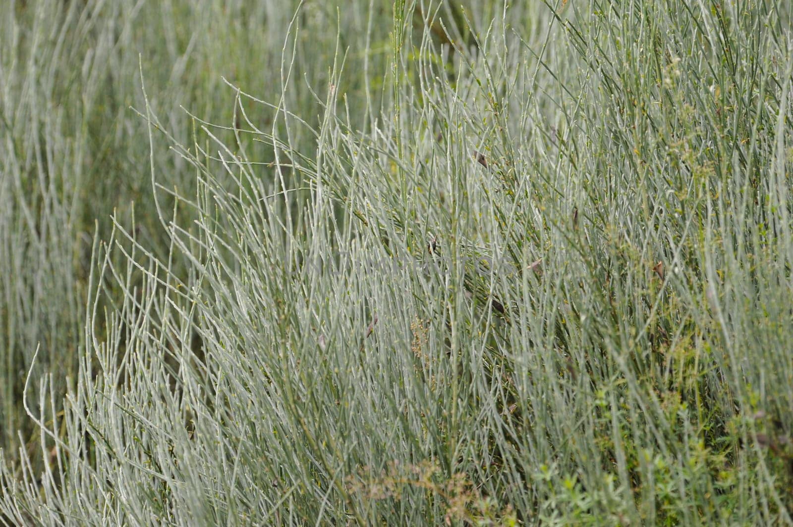 Herbal Park blooms and smells
